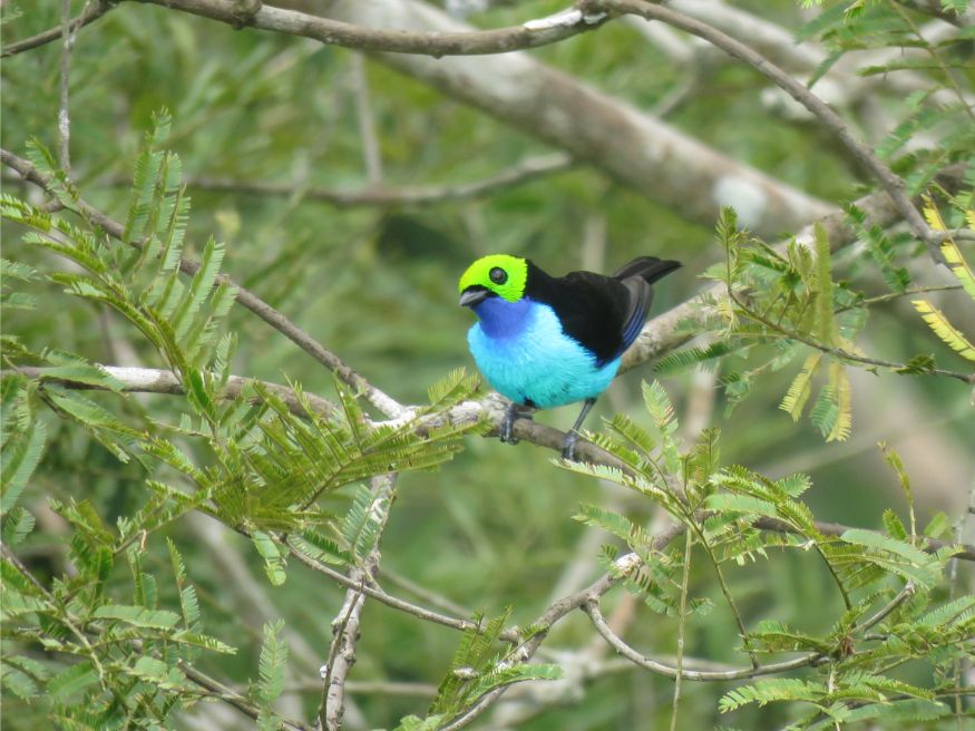 Paradise Tanager
